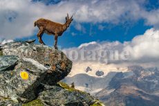 Etagne in front of Monte Rosa