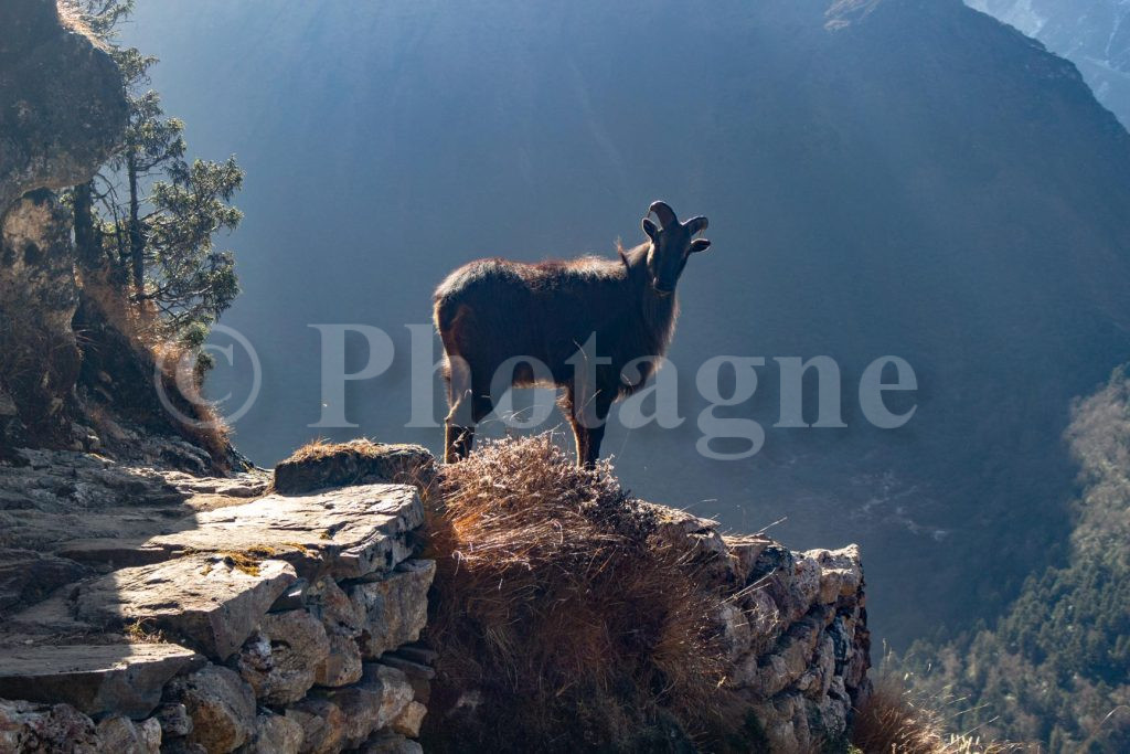 Tahr de l'Himalaya sur le trek des trois passes