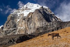 Tahr de l'Himalaya devant le Taboche