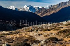Porteur et chaîne du Rolwaling Himal