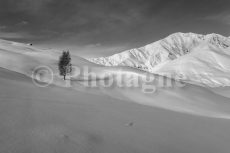 Lone tree on the Emparis plateau