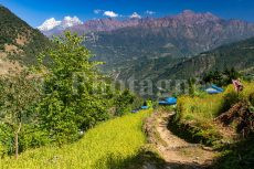 Millet Fields and Kusum Kangguru on the Three Passes Trek