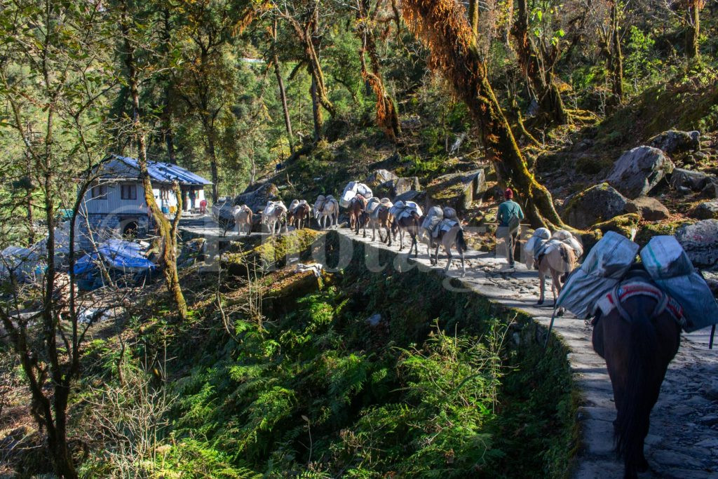 The line of donkeys on the way to Paiya