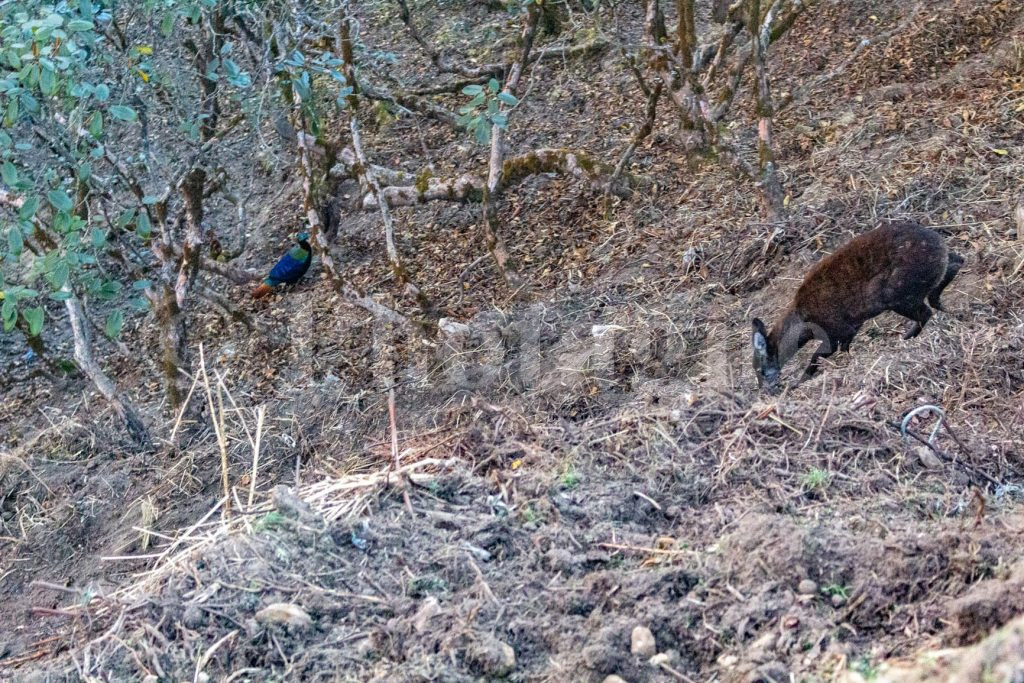 Musk Deer and Monal on the Three Passes Trek