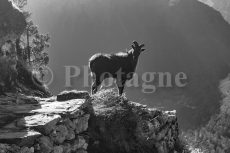 Tahr de l'Himalaya au soleil levant