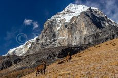 Tahrs de l'Himalaya devant le Taboche