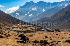 Yak in front of Lungden