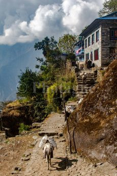 Donkeys in Paiya, on the trek of the three passes