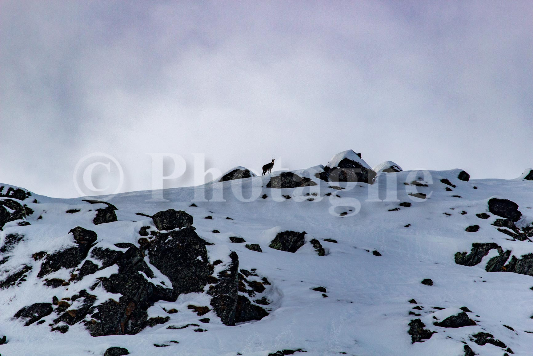Chamois in a snow landscape in Vanoise