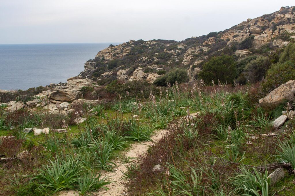 Asphodèles en pagaille le long du chemin des douaniers du Cap Corse
