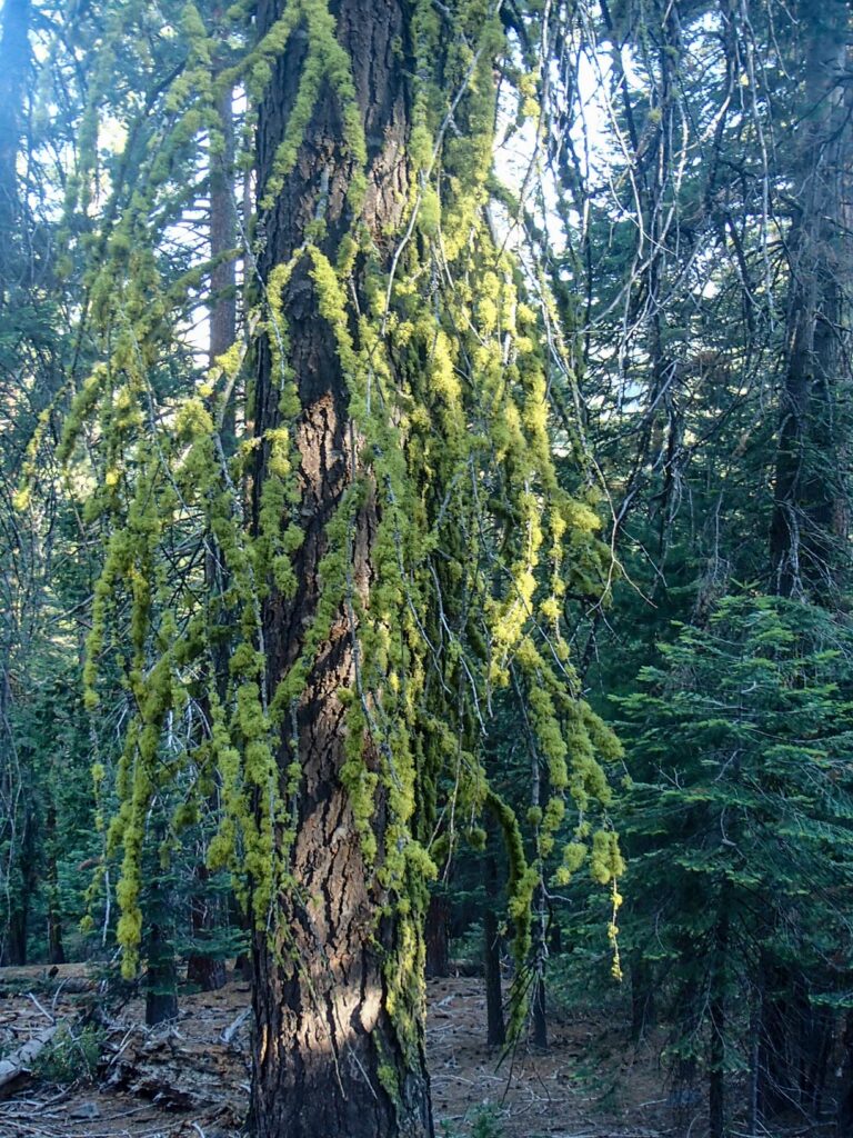 Magnifique lichen jaune sur les cèdres lors de mon trek à Yosemite