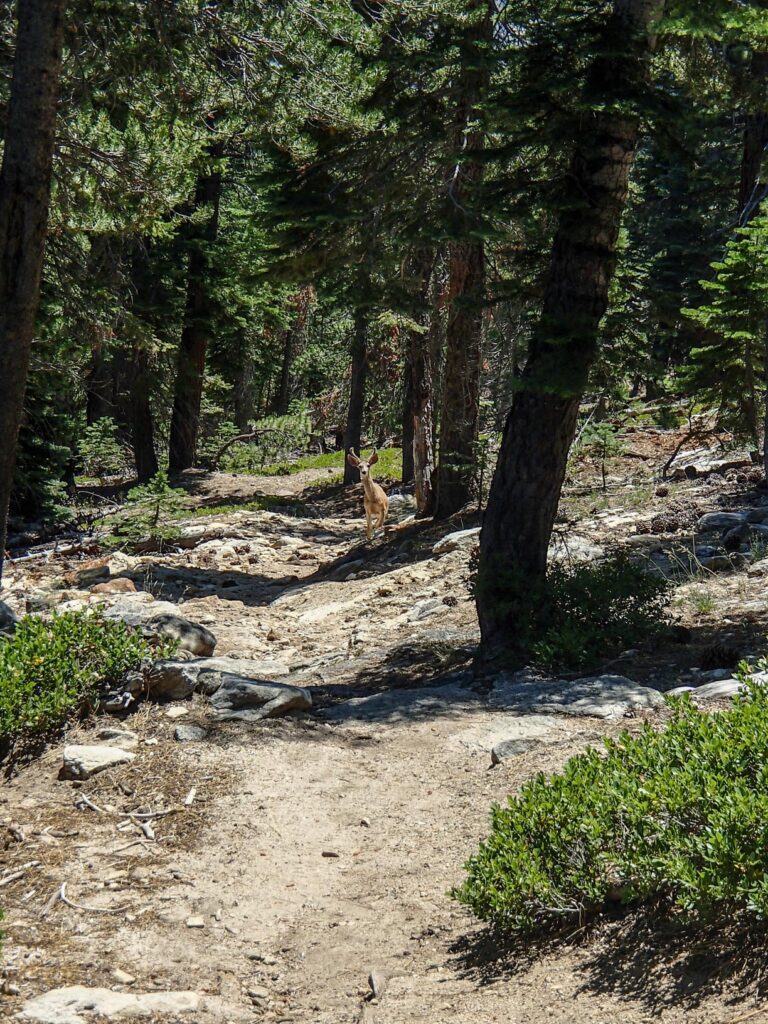 Un cerf aperçu lors de mon trek à Yosemite