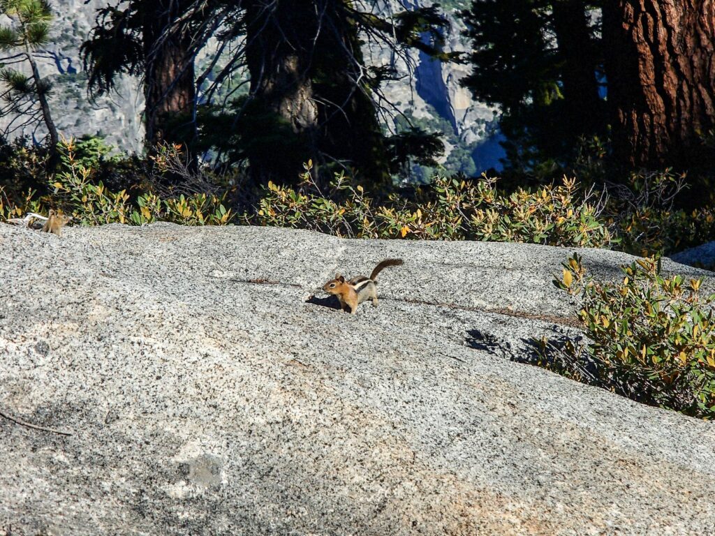 Écureuil américain à Yosemite