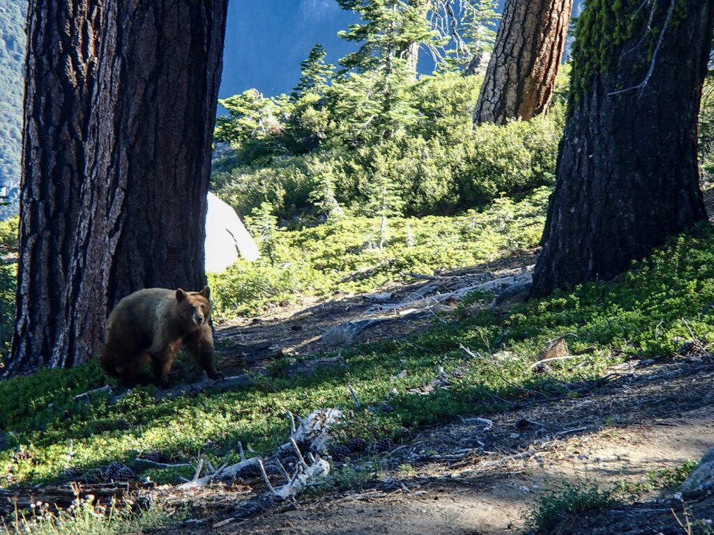 L'ours en face de moi