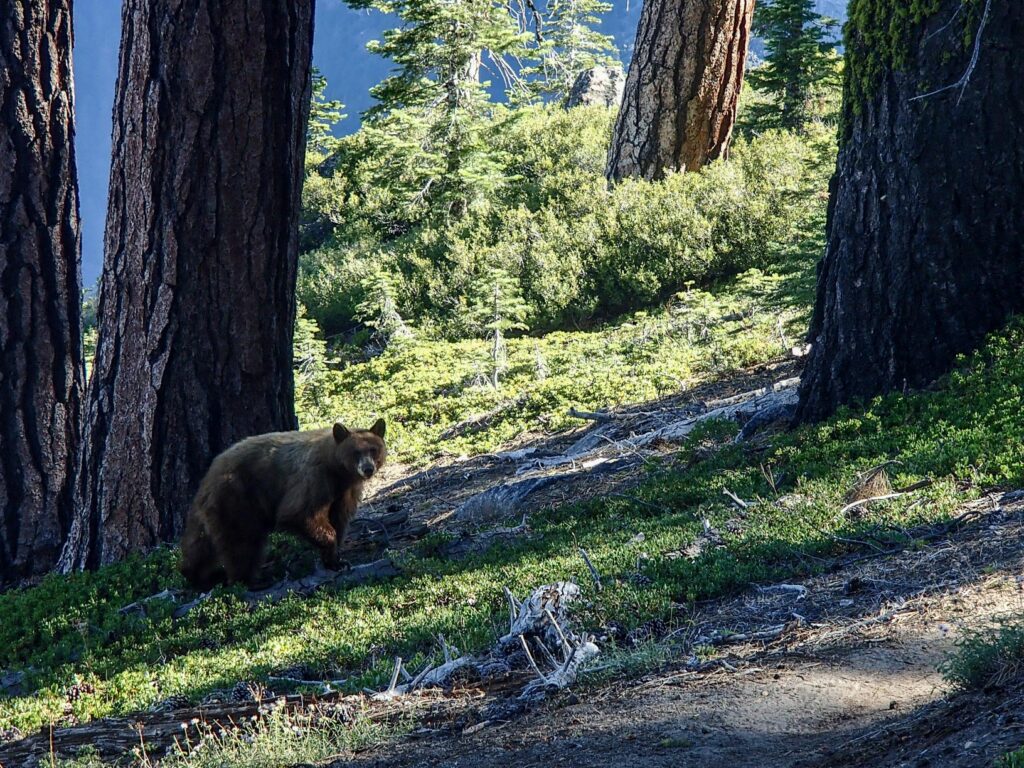 Ours rencontré lors de mon trek à Yosemite