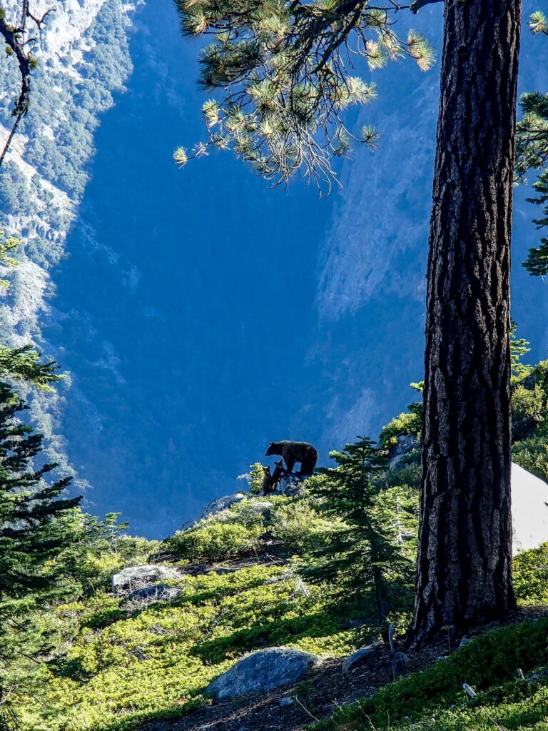 La maman ours et ses petits lors de mon trek à Yosemite